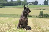 BOUVIER DES ARDENNES 331